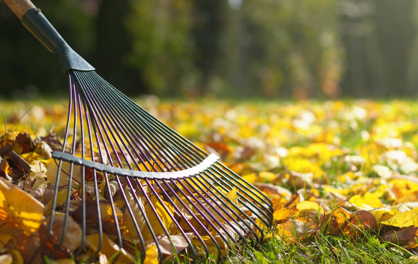 fall-spring-cleanup-yard