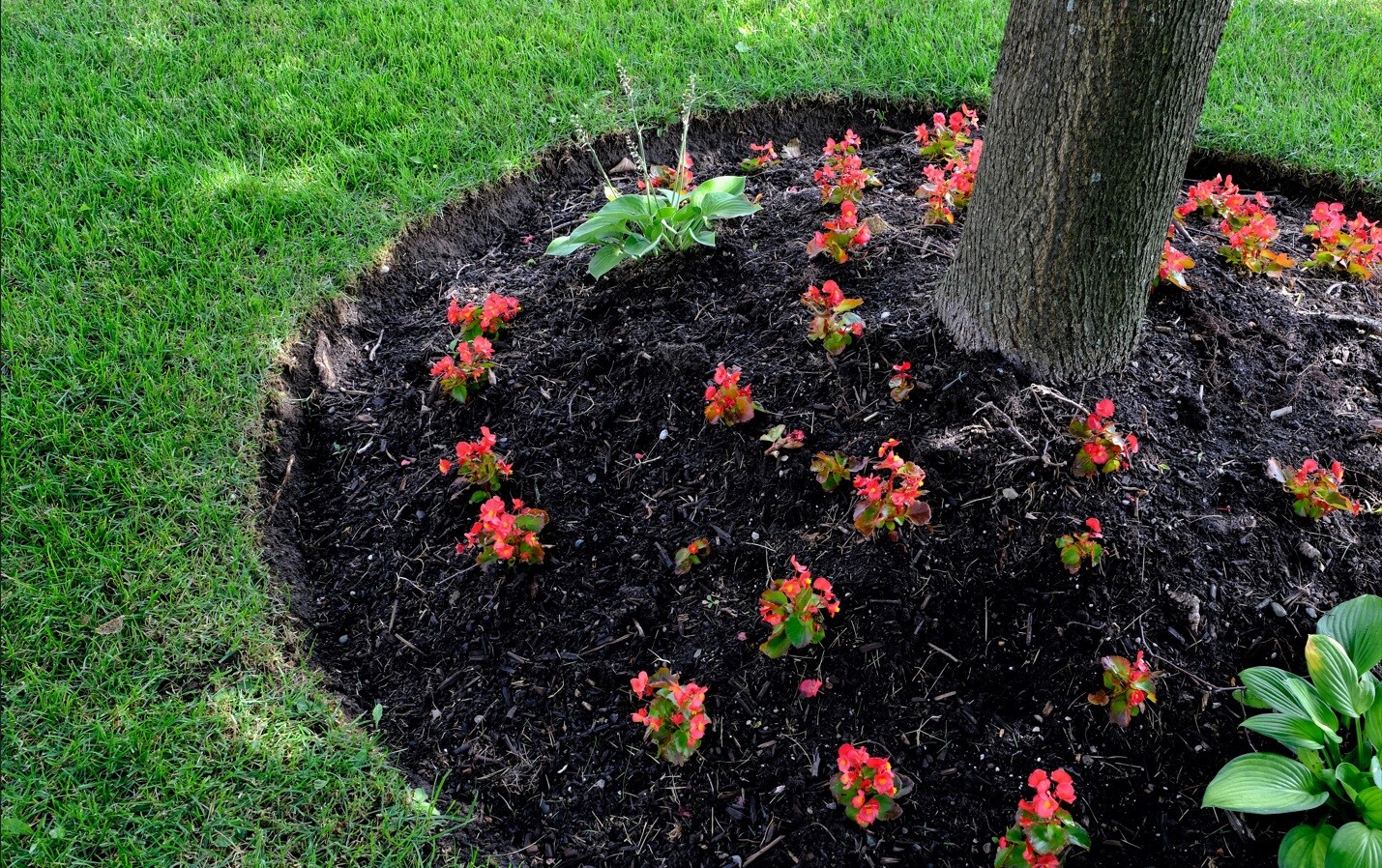 flower-bed-edging-weeding